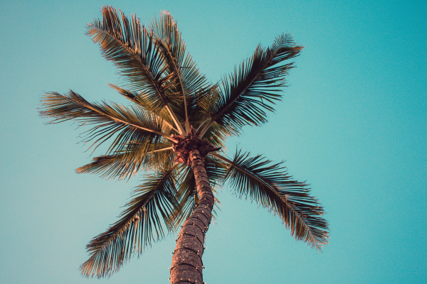 How to Grow a Palm Tree