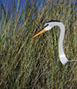Dancing Outdoor Heron