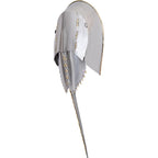 Stainless Steel Horseshoe Crab Wall Decor