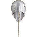 Stainless Steel Horseshoe Crab Wall Decor