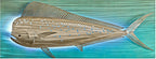 Mahi Mahi Back Lit Wall Decor