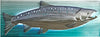 King Salmon Back Lit Wall Decor