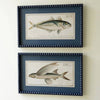 Chart House Fish Wall Art - Set of 2