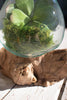 Teakwood Glass Planter - Large - OUT OF STOCK UNTIL 08/19/2026