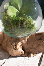 Teakwood Glass Planter - Large - OUT OF STOCK UNTIL 08/19/2026
