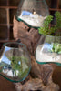 Teakwood Tiered Glass Planter - OUT OF STOCK UNTIL 07/14/2026