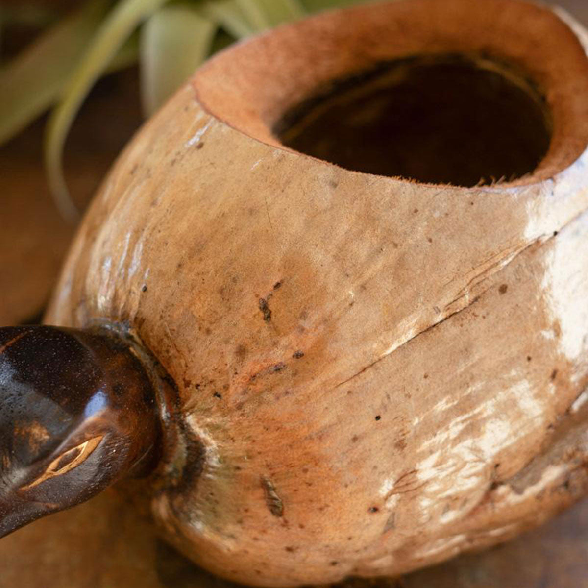 Molokai Coco Turtle Planter