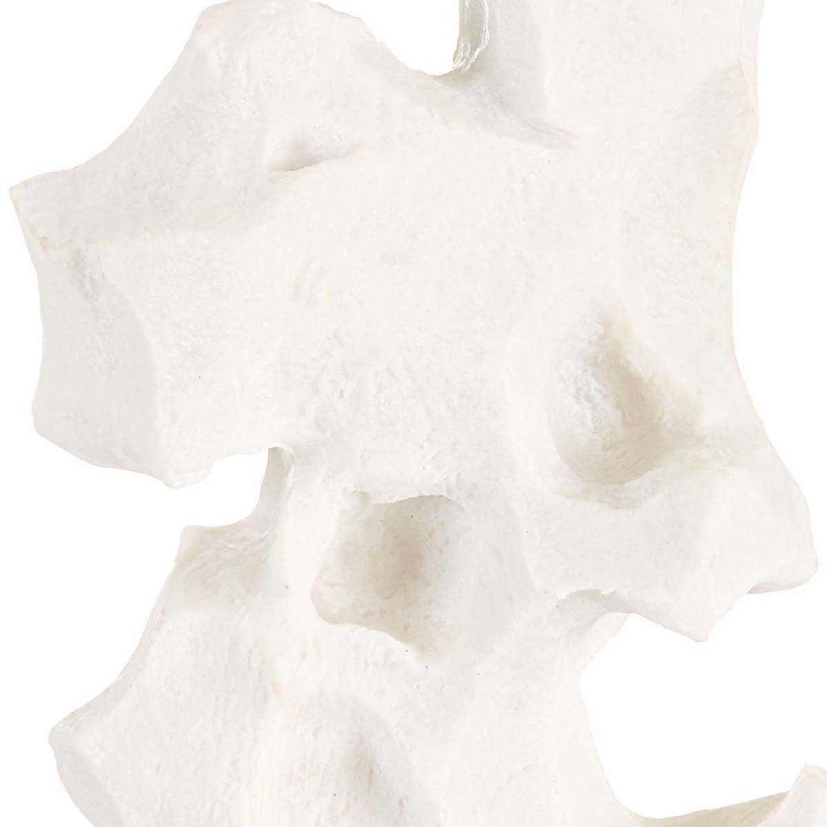 Coral Dream Table Lamp