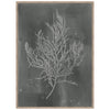 Silver Foil Algae III on Black Framed Print