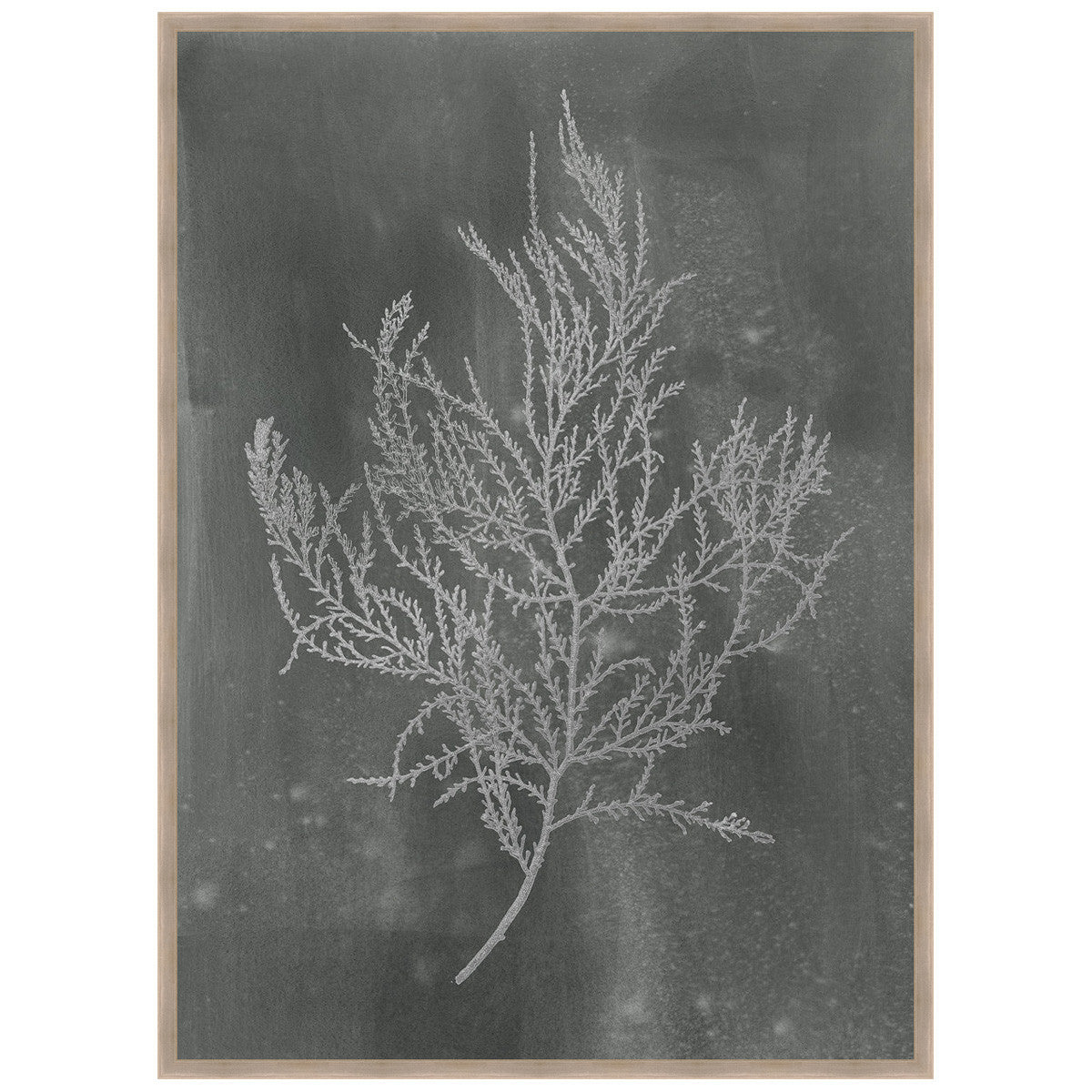 Silver Foil Algae III on Black Framed Print
