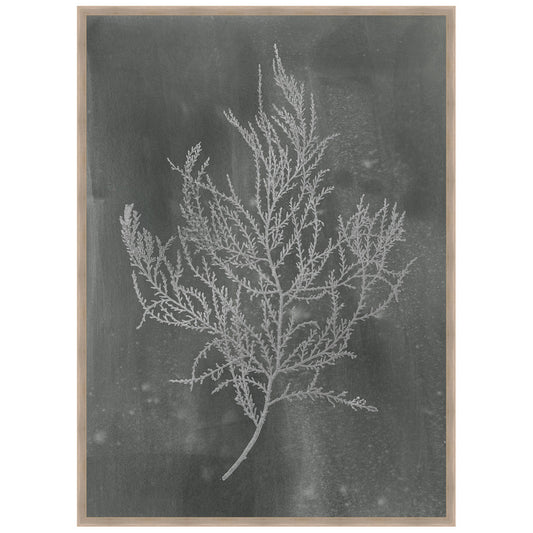 Silver Foil Algae III on Black Framed Print