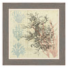 Sea Ephemera IV Framed Print