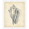 Antique Shell Study IV Framed Print
