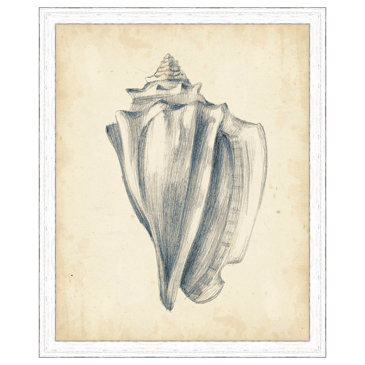 Antique Shell Study IV Framed Print