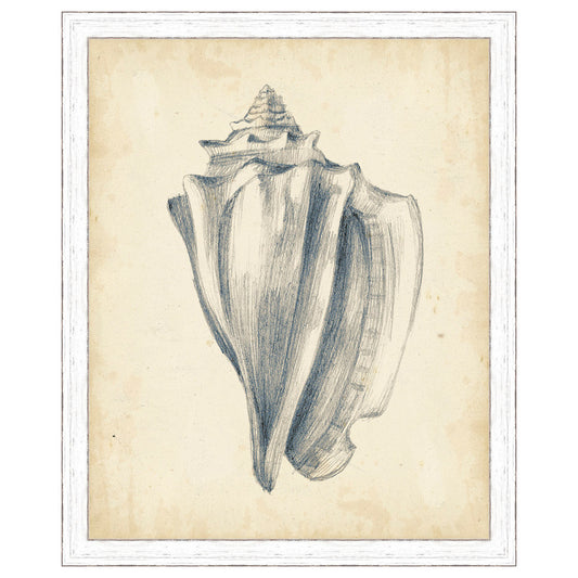 Antique Shell Study IV Framed Print