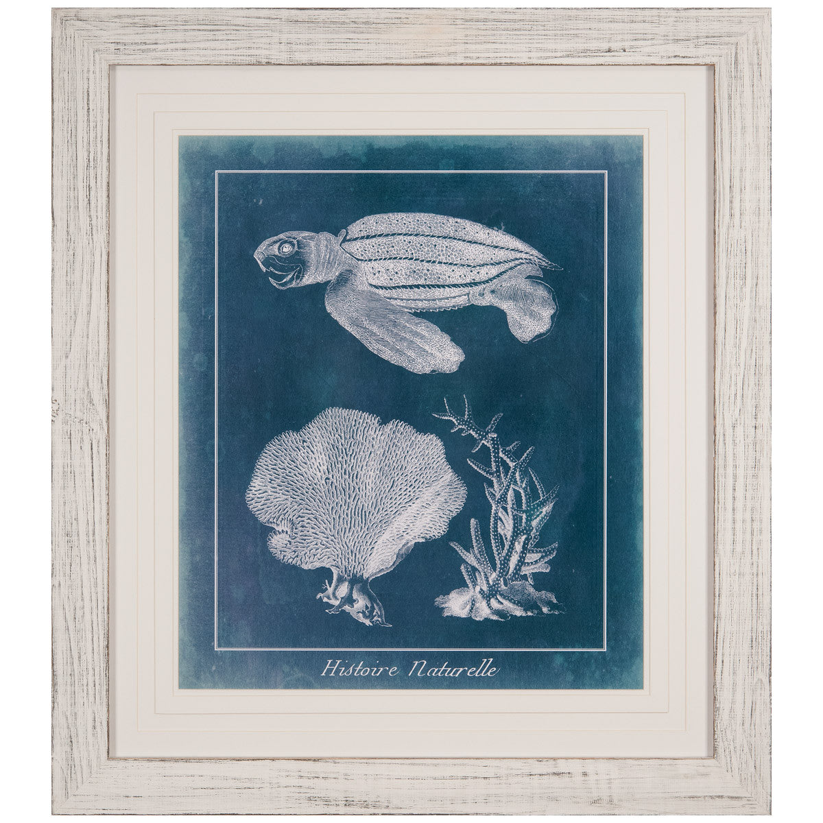 Azure Sea Turtle Study II Framed Print