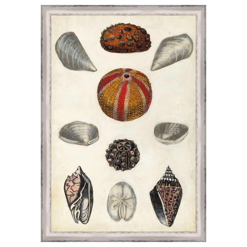 Seashore Field Notes II Framed Print