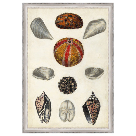 Seashore Field Notes II Framed Print