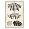Seashore Field Notes IV Framed Print