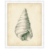 Antique Shell Study V Framed Print