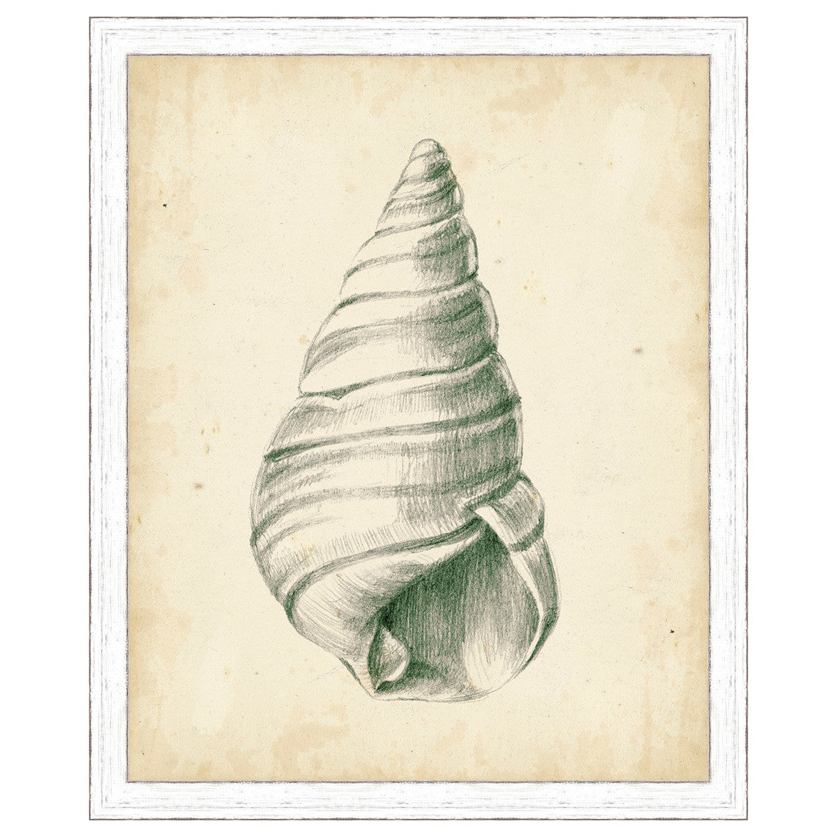 Antique Shell Study V Framed Print