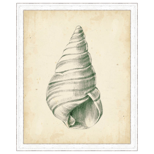Antique Shell Study V Framed Print