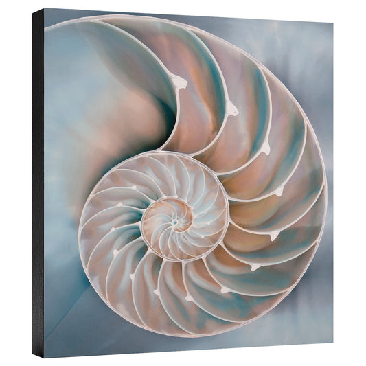 Nautilus in Blue I Gallery Wrapped Canvas