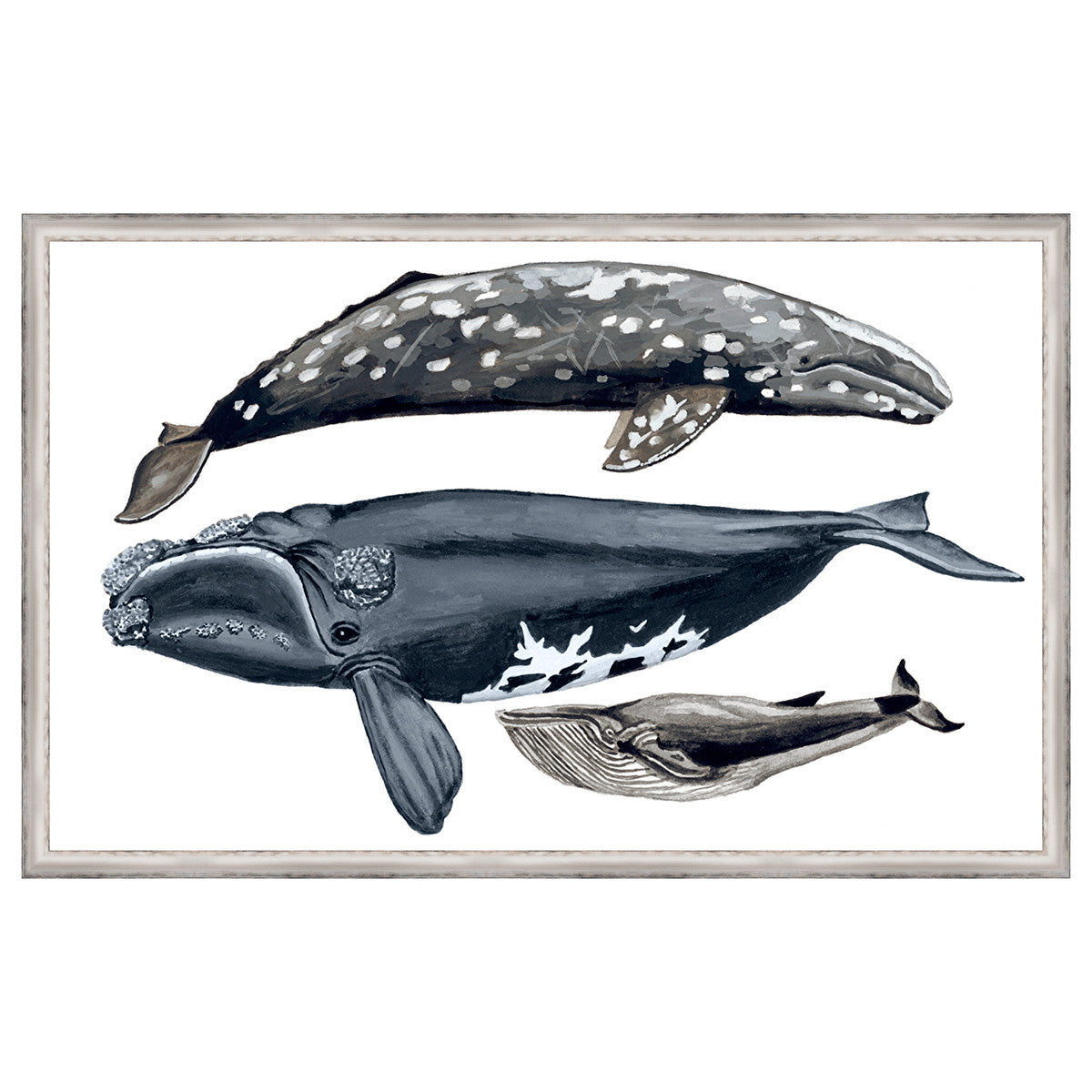 Whale Display IV Framed Print