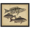 Species of Fish I Framed Print