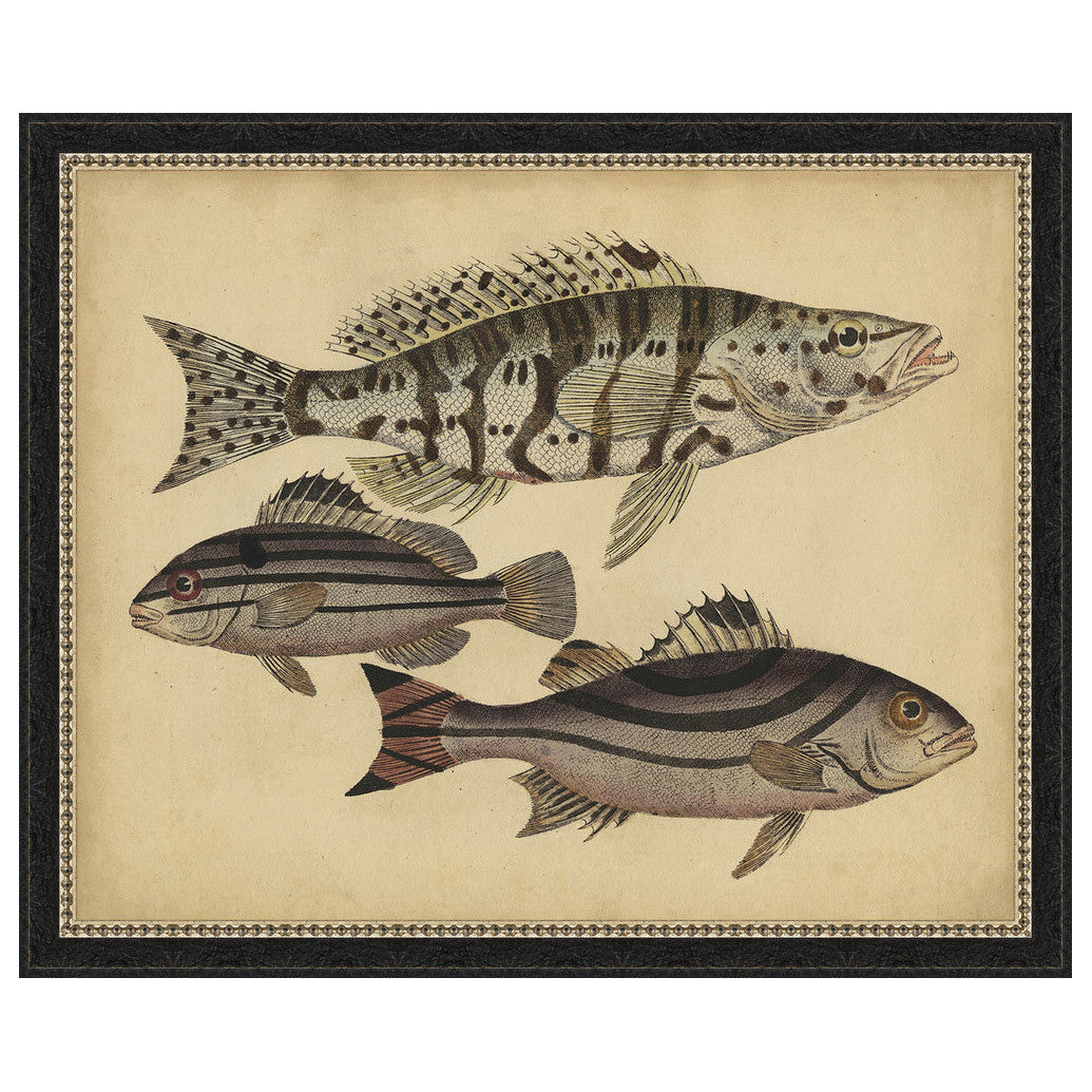Species of Fish I Framed Print