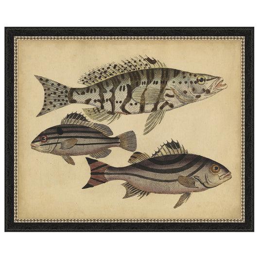 Species of Fish I Framed Print