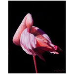 Flamingo 4 Print
