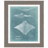 Morning Swim III Framed Print