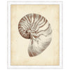Antique Shell Study I Framed Print