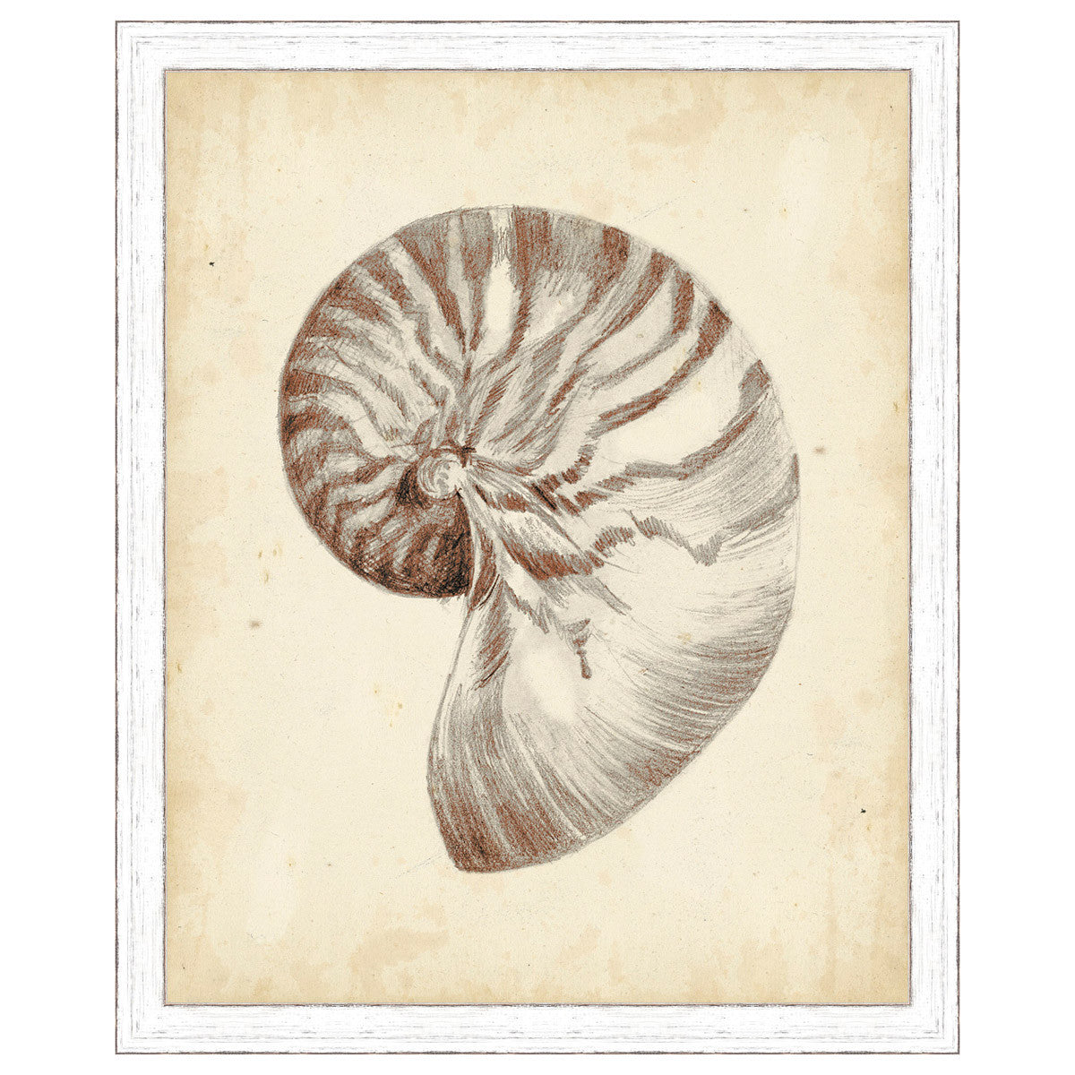 Antique Shell Study I Framed Print