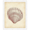 Antique Shell Study III Framed Print