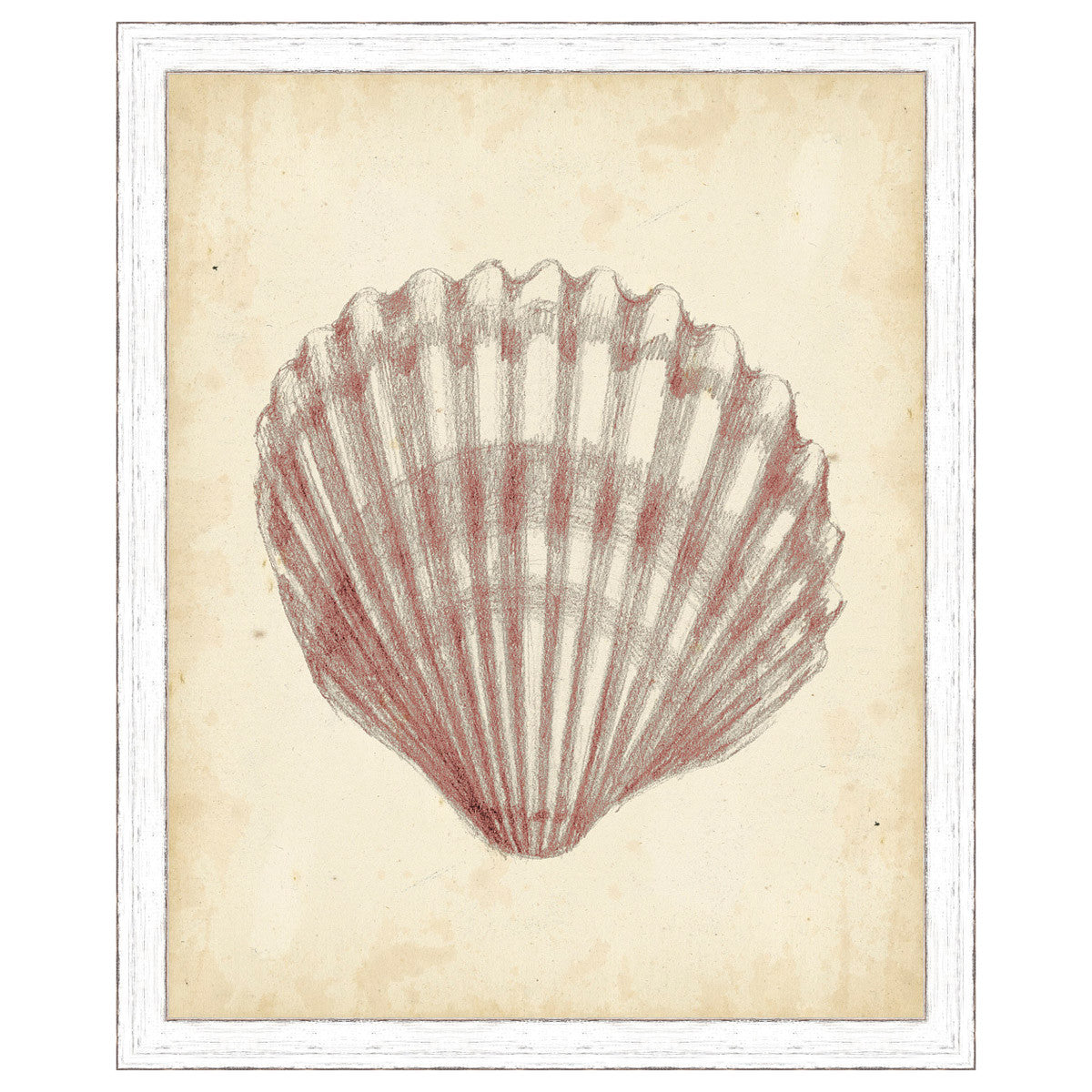 Antique Shell Study III Framed Print