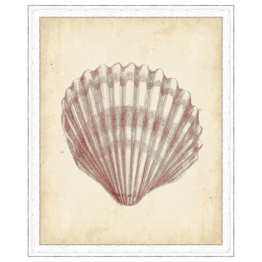 Antique Shell Study III Framed Print