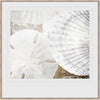 Seashell Medley II Framed Print