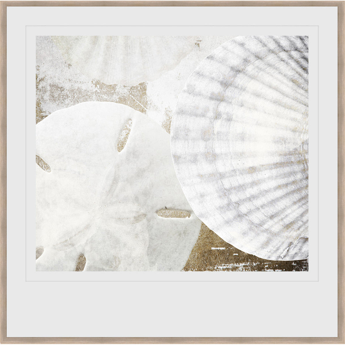 Seashell Medley II Framed Print