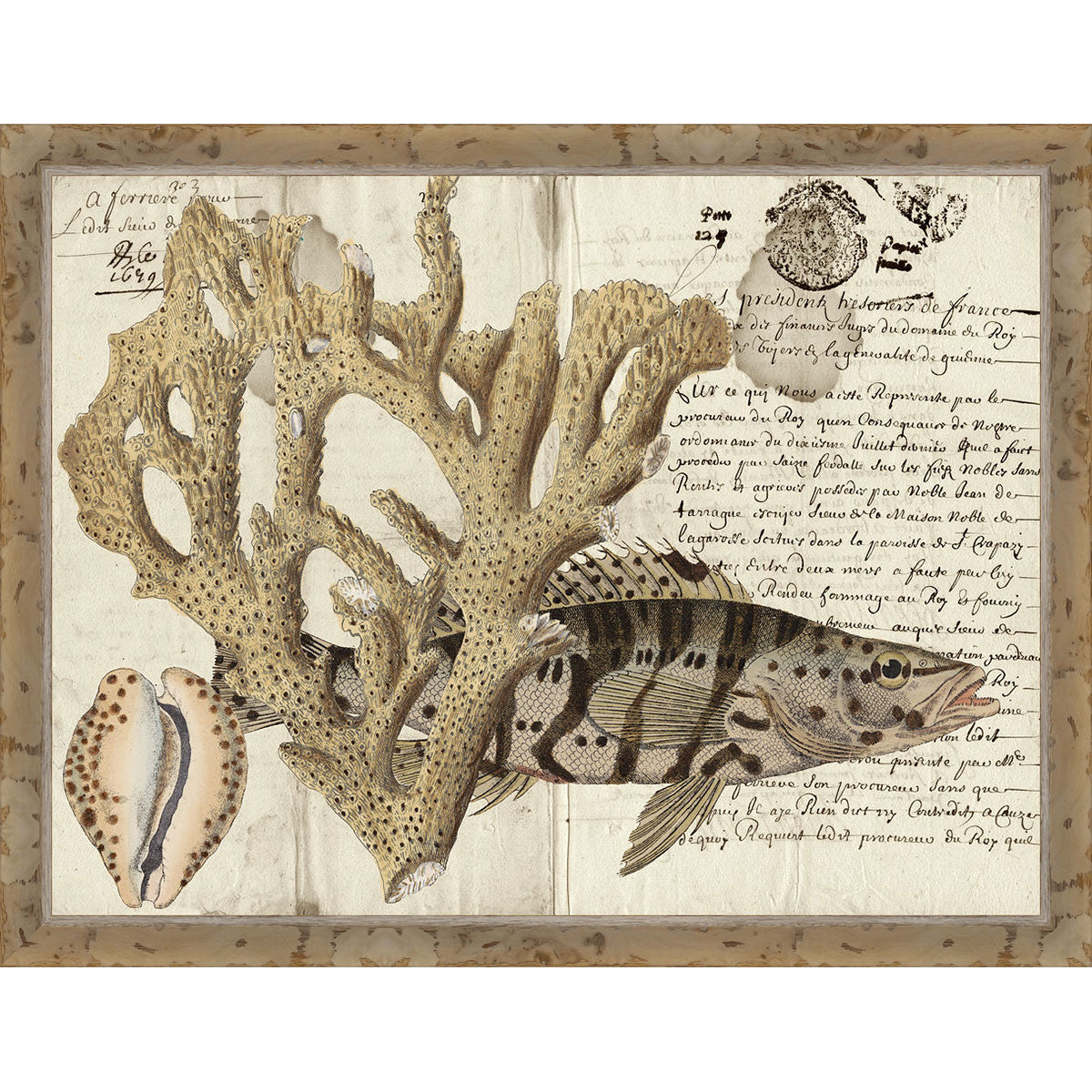 Sea Collector II Framed Print