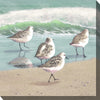 Piper Quartet Canvas Art