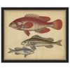 Species of Fish II Framed Print
