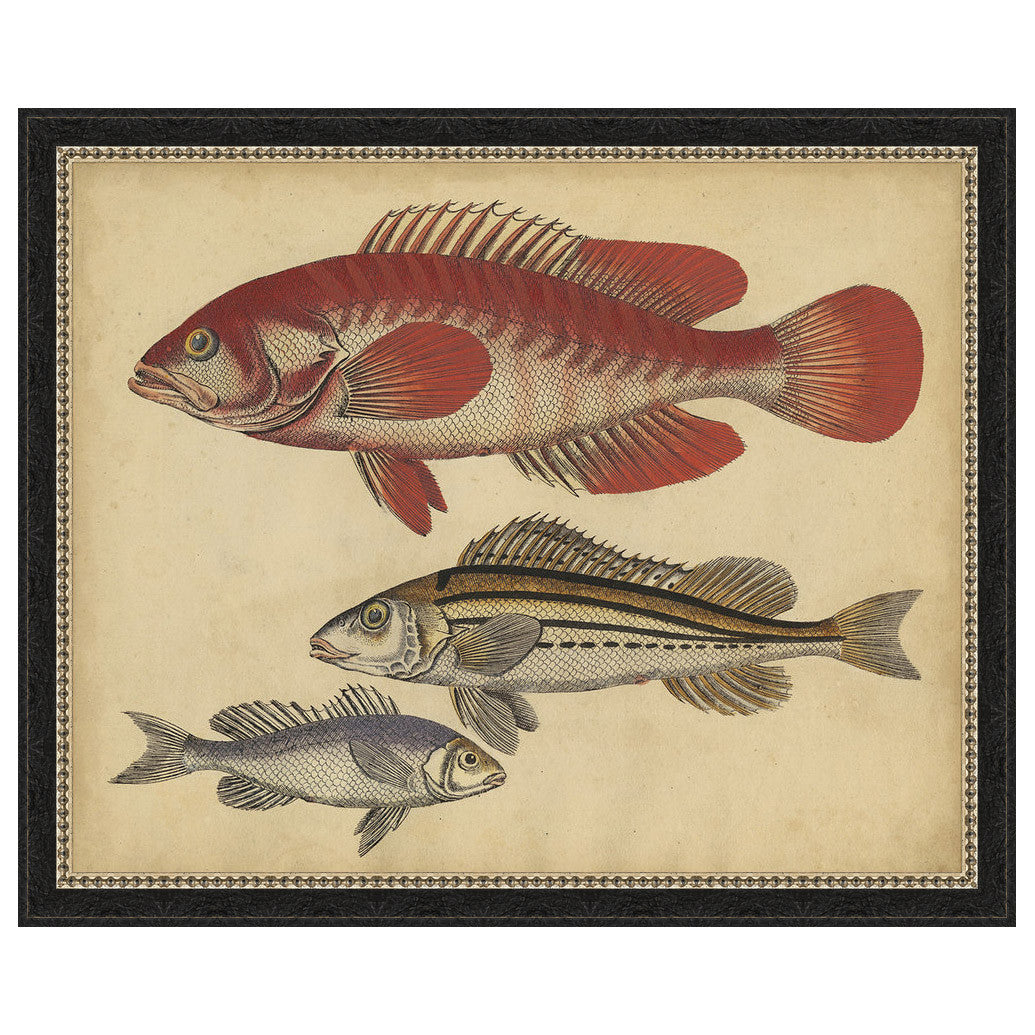 Species of Fish II Framed Print