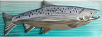 King Salmon Back Lit Wall Decor