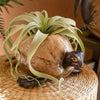 Molokai Coco Turtle Planter