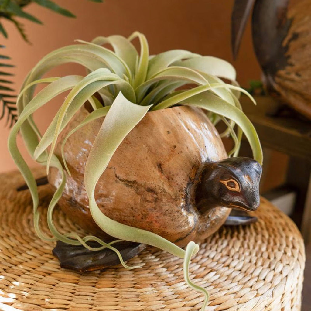 Molokai Coco Turtle Planter