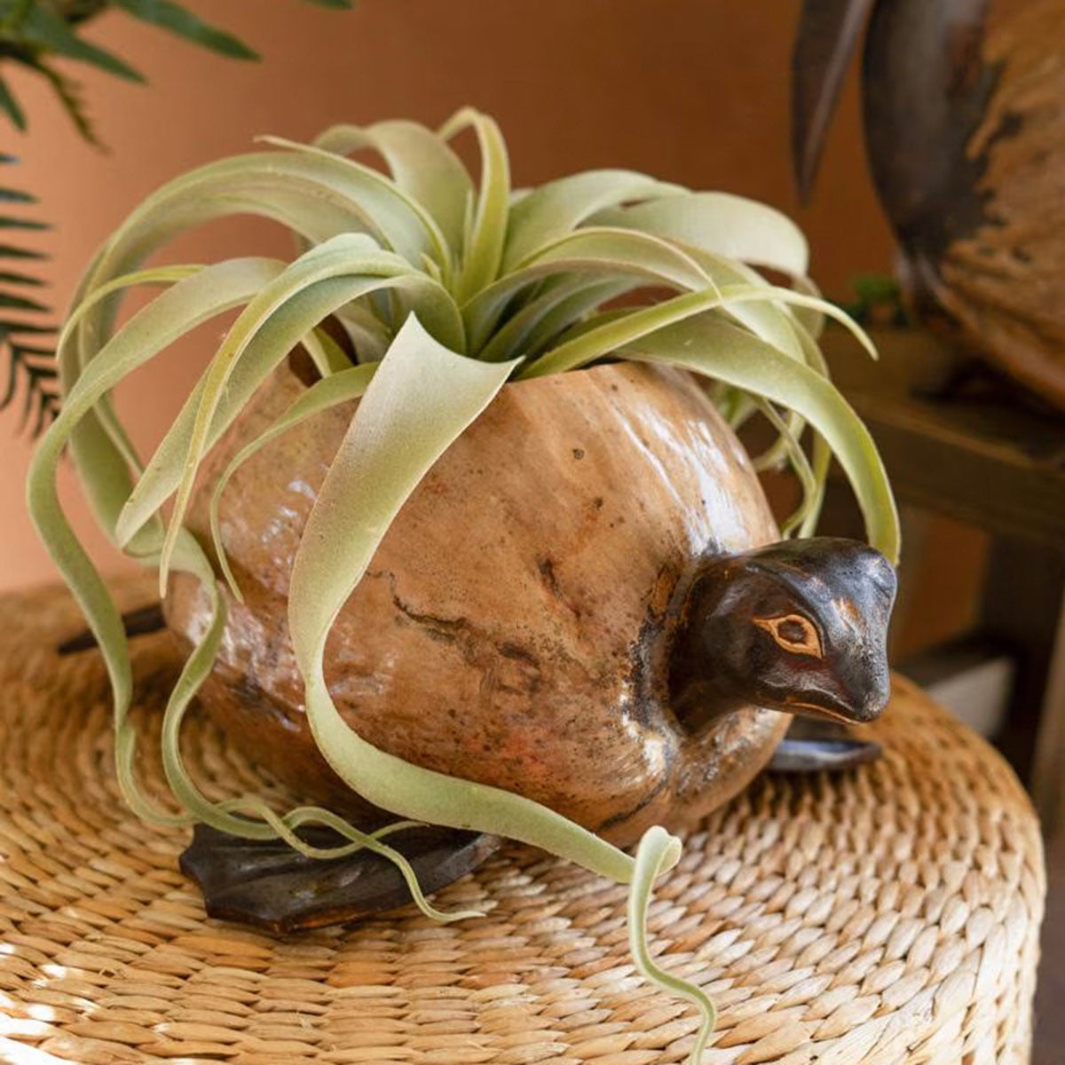 Molokai Coco Turtle Planter
