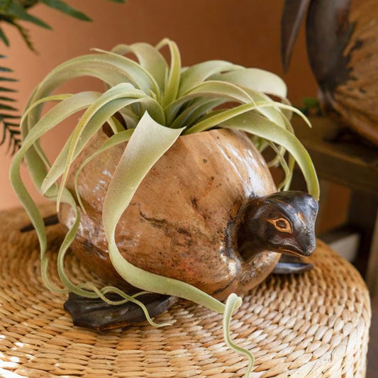 Molokai Coco Turtle Planter