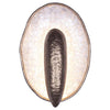 Pearl Hues Wall Sconce